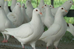 秋冬季节提高养鸽效益有哪些措施方法？